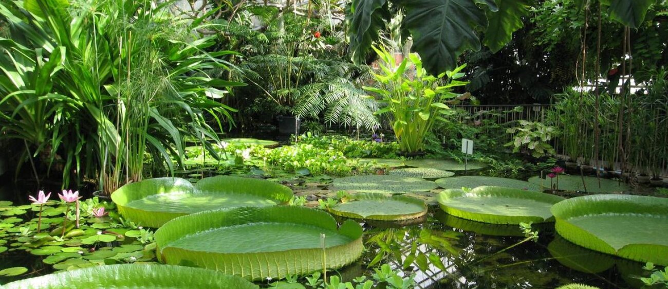 Botanischer Garten Jena_Victoria-Riesenseerose_Thomas Bopp