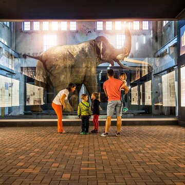 Ausstellungsstück eines Waldelefanten, davor eine Frau, ein Mann und zwei Kinder, die den Waldelefanten betrachten.