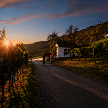 Radfahrer zwischen Weinbergen in Saale-Unstrut