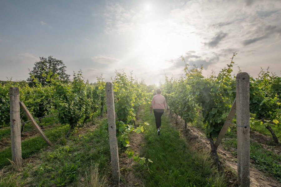 Wanderung in den Höhnstedter Weinbergen