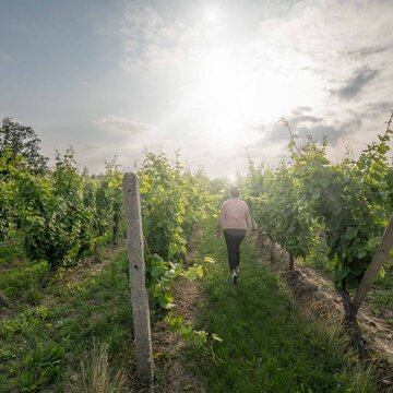 Wanderung in den Höhnstedter Weinbergen