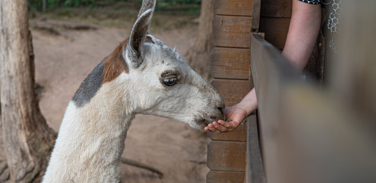 Tierbegegnung im Tierpark Petersberg