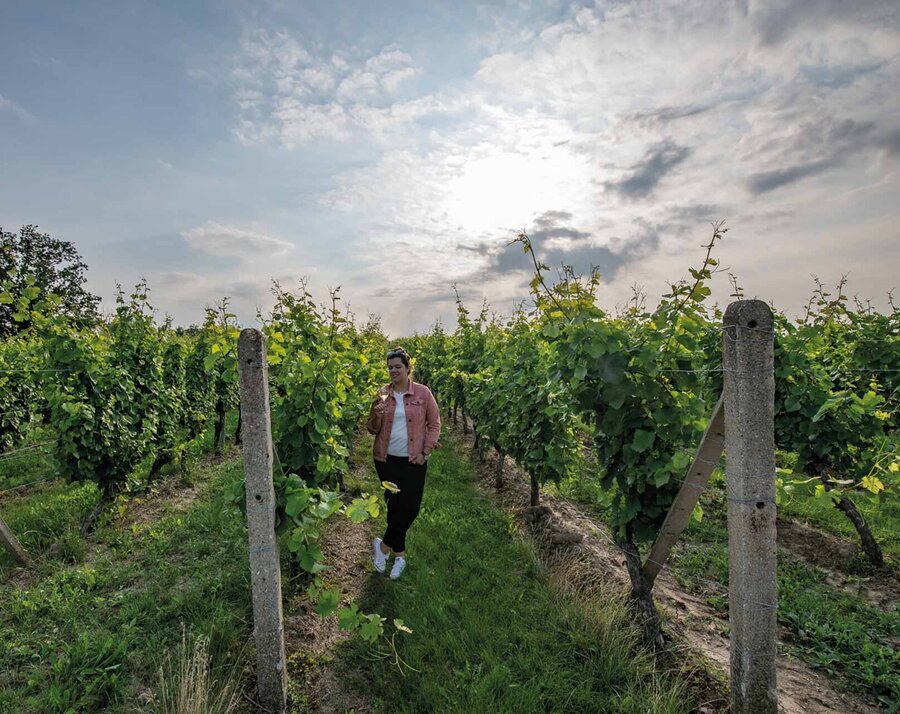 Weingenuss n den Höhnstedter Weinbergen