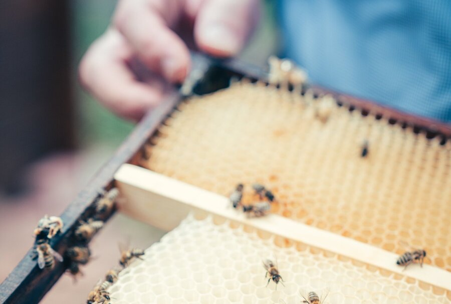Hand, die eine gerahmte Bienenwabe hält, drumherum einige Bienen