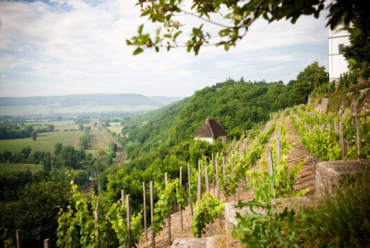 Weinberg unterhalb der Dornburger Schlösser