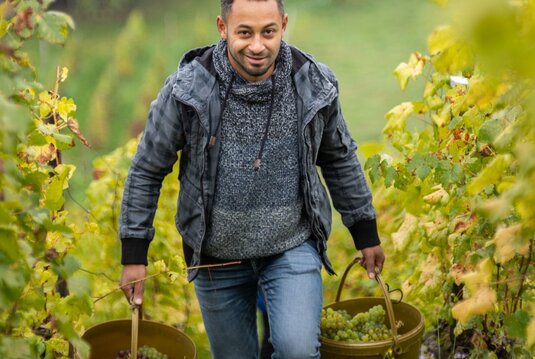 Manuel Flechtner von der Winzerbar bei der Weinlese trägt zwei Eimer mit Weintrauben zwischen den Weinstöcken hinauf