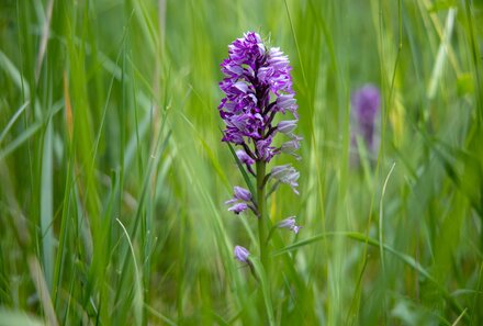 lila Orchidee auf grüner Wiese
