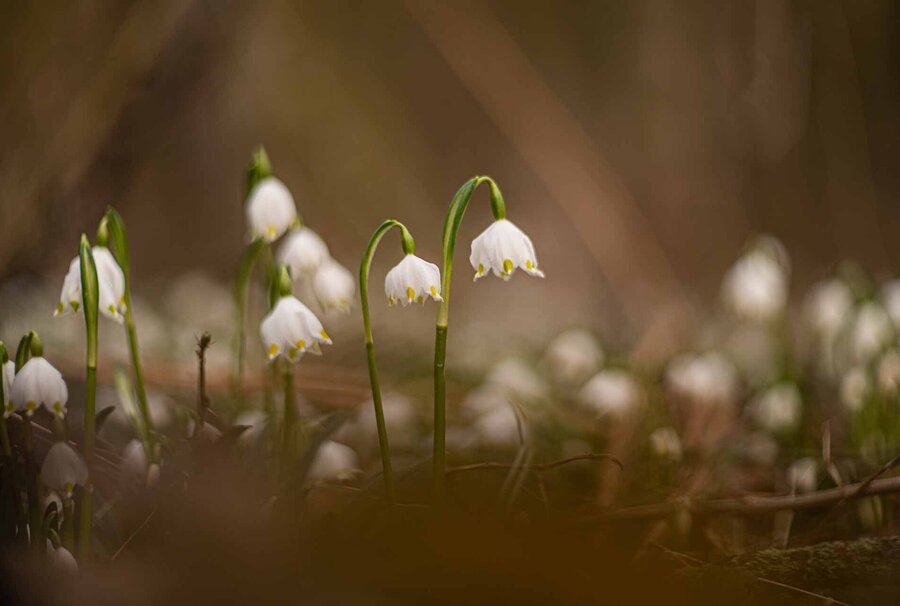 Märzenbecher im Märzenbecherwald in Landgrafroda bei Querfurt