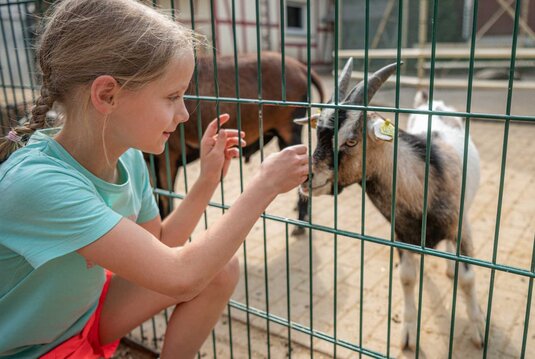 Streichelgehege im Tierpark Lützen