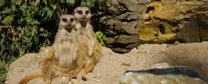 2 Erdmännchen sitzen im Tiergarten Eisenberg auf einem großen Stein