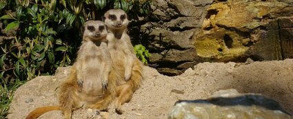 2 Erdmännchen sitzen im Tiergarten Eisenberg auf einem großen Stein