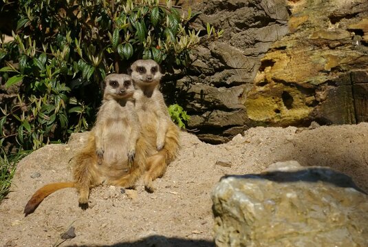 2 Erdmännchen sitzen im Tiergarten Eisenberg auf einem großen Stein