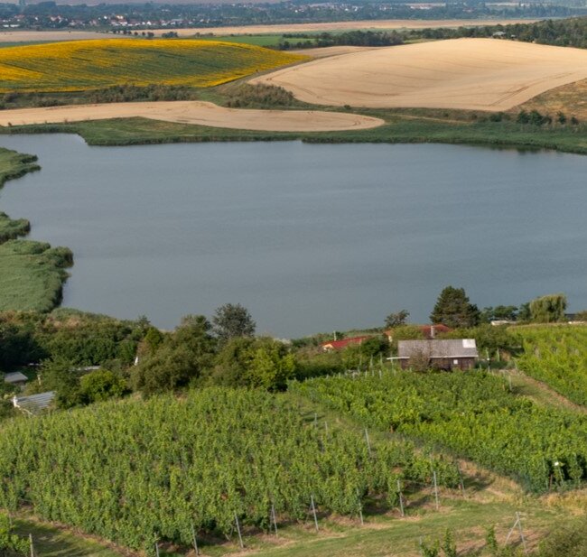 Höhnstedter Weinberge