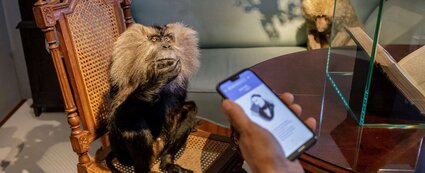 Auf einem Stuhl sitzt ein Affe, davor ist eine Hand zu sehen, die ein Handy mit einer geöffneten App zeigt. Die App führt durch das Museum Brahms Welt.