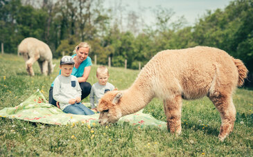 Kinder auf Wiese freuen sich über Alpaka