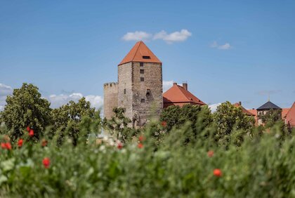 Mohnblumenwiese mit Turm der Burg Querfurt