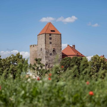 Mohnblumenwiese mit Turm der Burg Querfurt