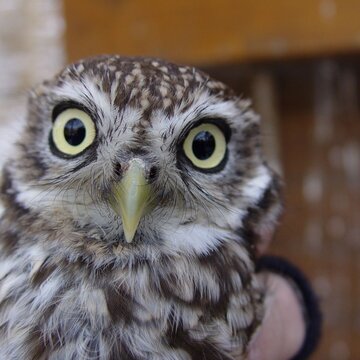 Eule im Heimatnaturgarten Weißenfels