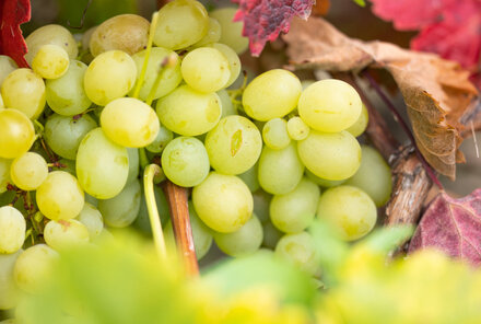 Buntes Weinlaub mit Weintrauben