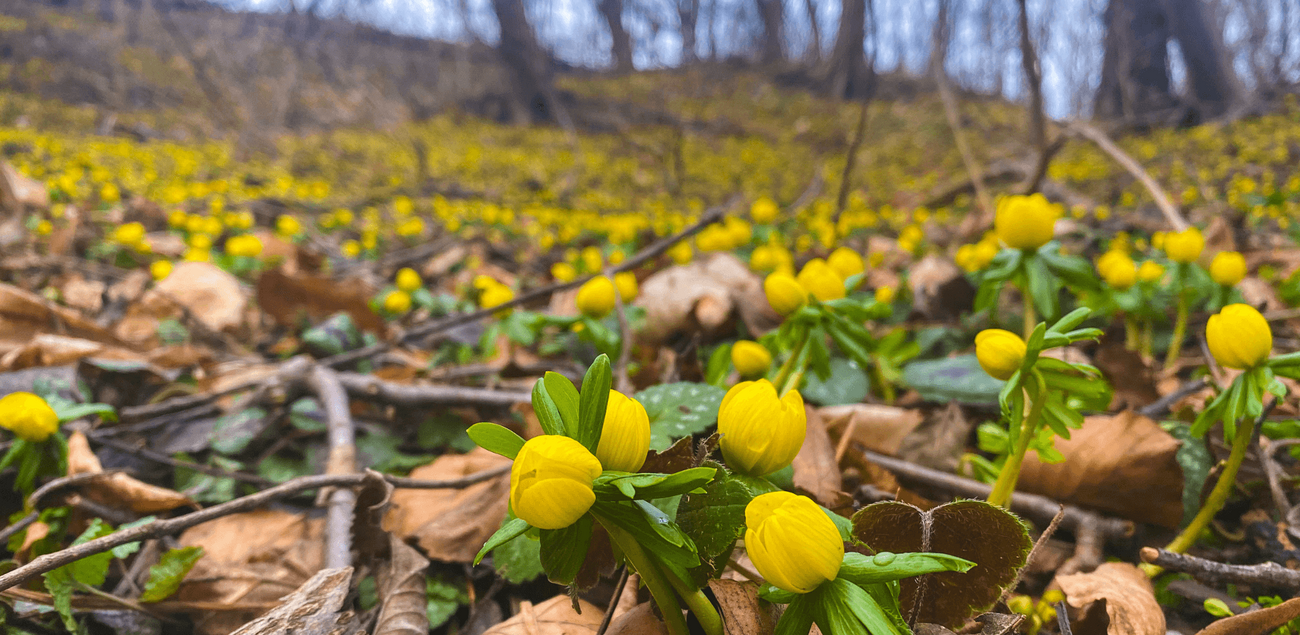 Blühende Winterlinge im "Tal der Winterlinge" im Jenaer Ortsteil Rautal