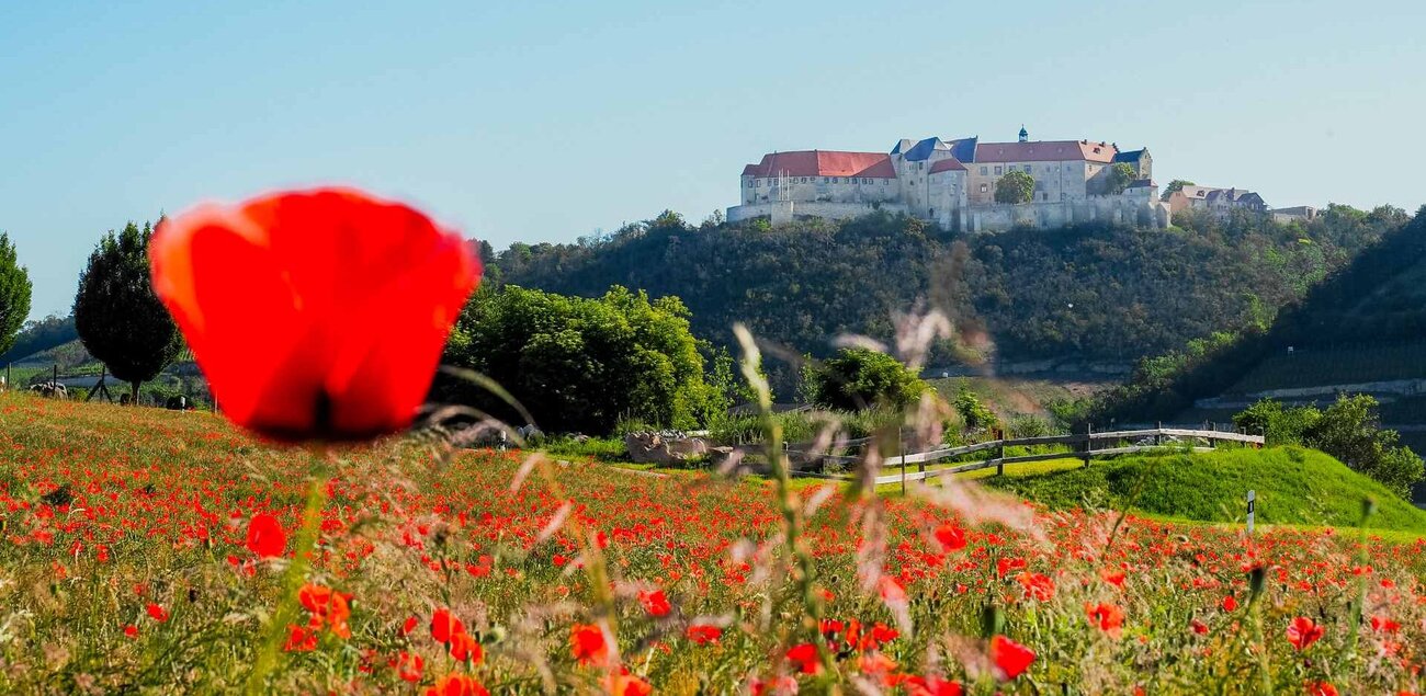 Schloss Neuenburg Freyburg mit Mohnfeld