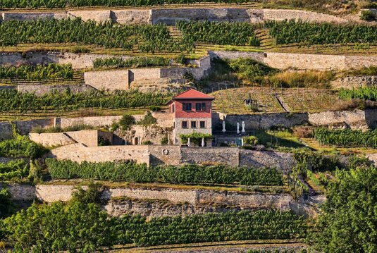 terrassenförmig angelegte Weinlage "Schweigenberge" in Freyburg