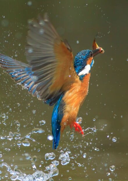 Eisvogel im Flug