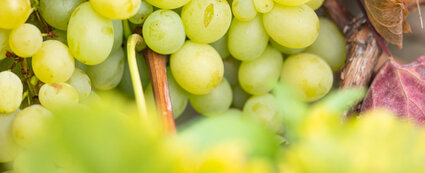 Buntes Weinlaub mit Weintrauben