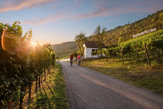 Radfahrende im Sonnenuntergang entlang der Saalhäuser Weinberge bei Bad Kösen 
