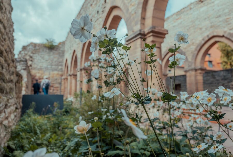 blühende Pflanzen im Klostergarten, dahinter Mauern einer Kirchenruine