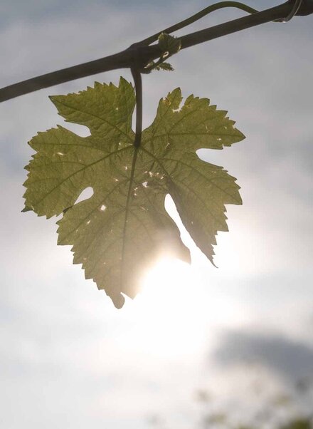 Weinblatt in der Nachmittagssone