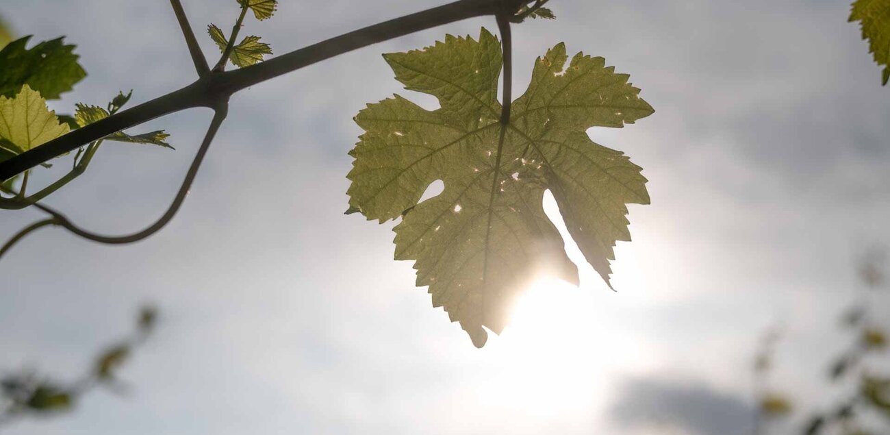 Weinblatt in der Nachmittagssone