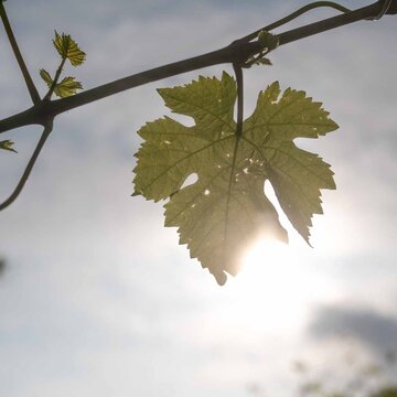 Weinblatt in der Nachmittagssone