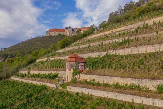 Herzoglicher Weinberg mit Weinbergshäuschen unterhalb von Schloss Neuenburg in Freyburg
