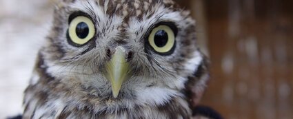 Eule im Heimatnaturgarten Weißenfels