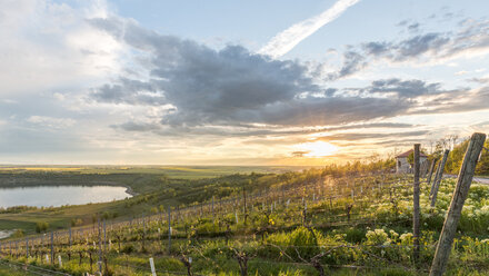 Weinberg Goldener Steiger am Geiseltalsee während der Abendsonne