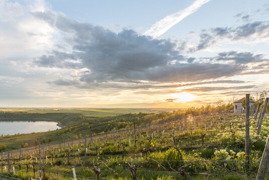 Weinberg Goldener Steiger am Geiseltalsee während der Abendsonne