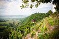 Weinberg unterhalb der Dornburger Schlösser
