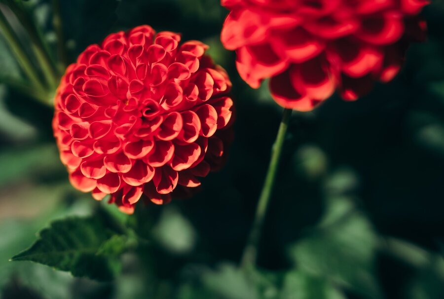 Dahlienblüte in Bad Köstritz