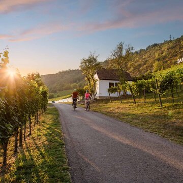 Radfahrende im Sonnenuntergang entlang der Saalhäuser Weinberge bei Bad Kösen 