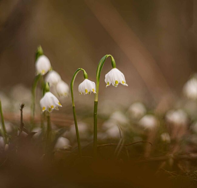 Märzenbecher im Märzenbecherwald in Landgrafroda bei Querfurt