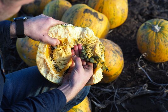 geöffneter Kürbis, aus dem zwei Hände die Kerne entfernen