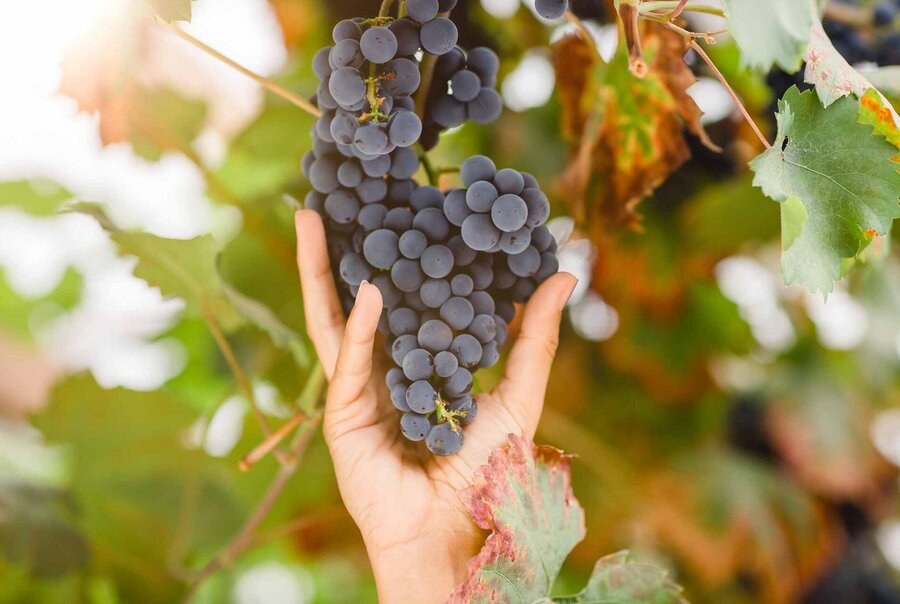 Weindolde mit roten Weintrauben am Weinstock