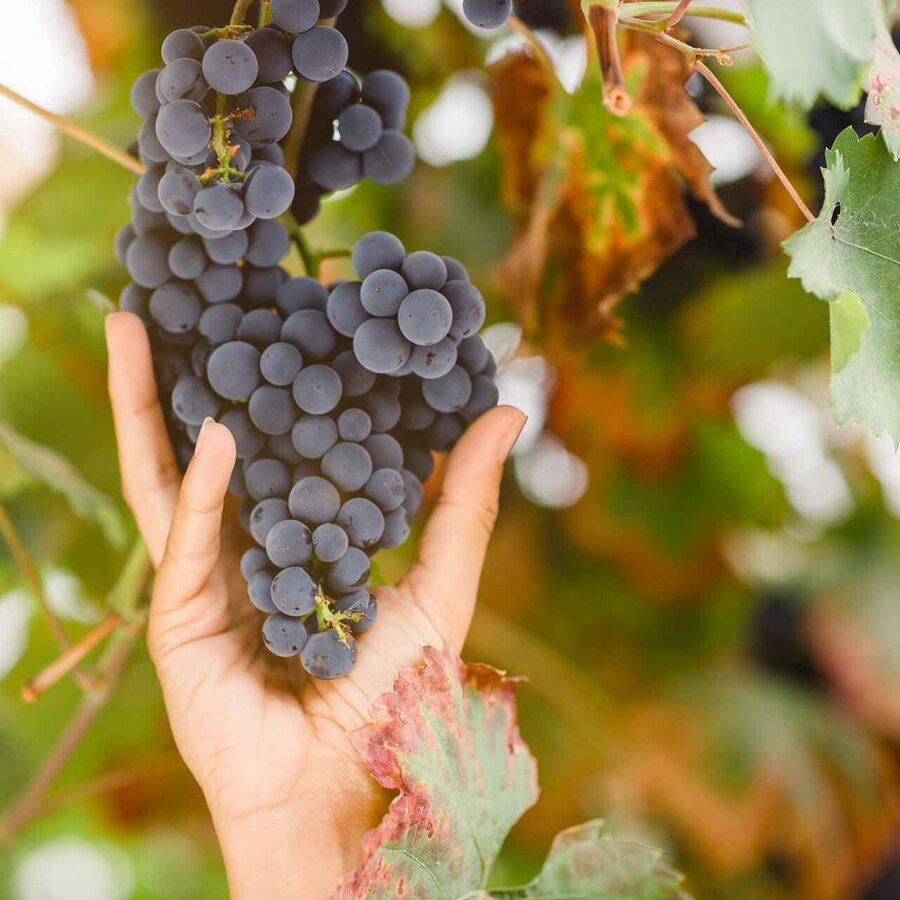 Weindolde mit roten Weintrauben am Weinstock