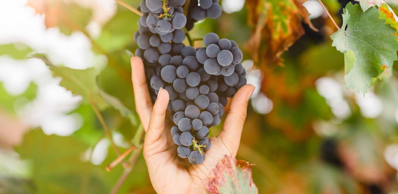 Weindolde mit roten Weintrauben am Weinstock