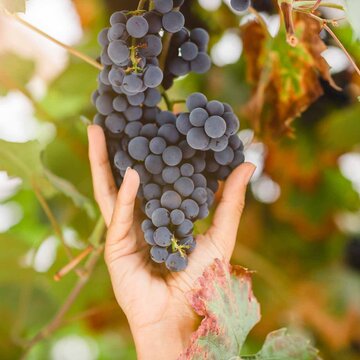 Weindolde mit roten Weintrauben am Weinstock