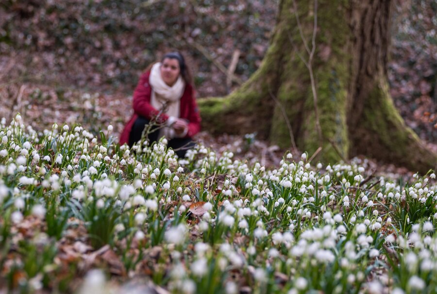 Märzenbecherwiese bei Querfurt