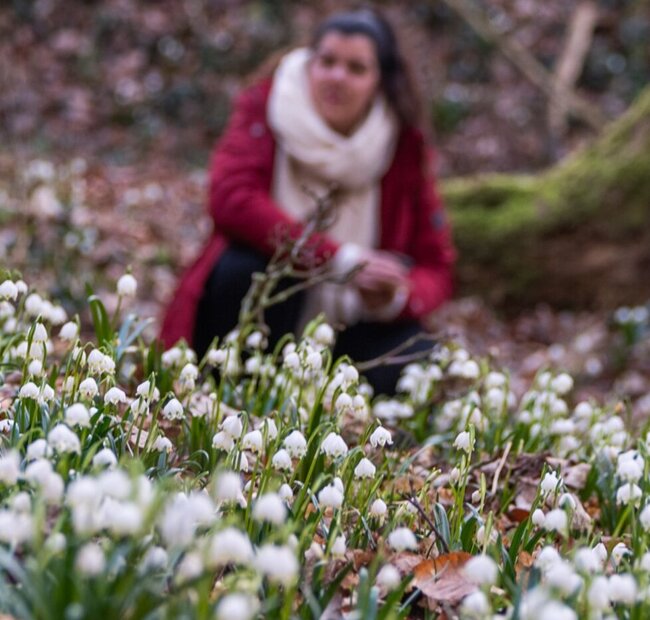 Märzenbecherwiese bei Querfurt