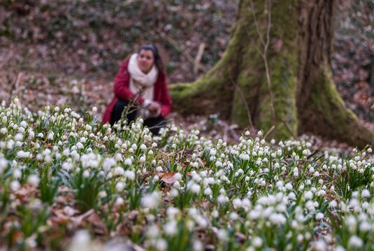 Märzenbecherwiese bei Querfurt