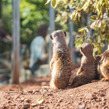 Tiere im Tierpark Eisenberg